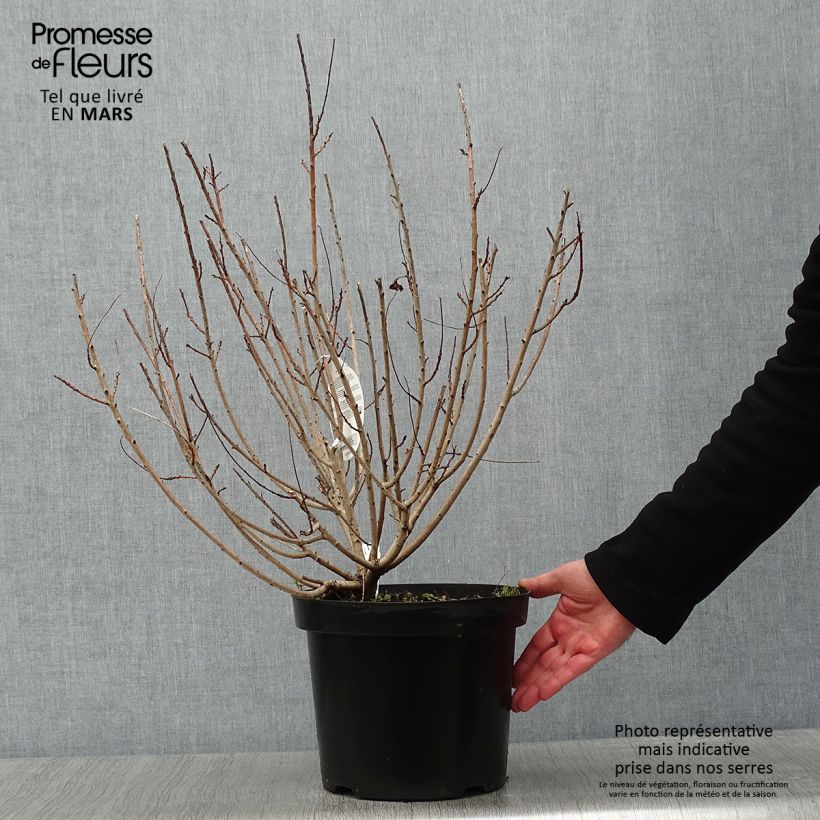 Cotinus coggygria Young Lady Vaso da 6L/7L esemplare consegnato in inverno