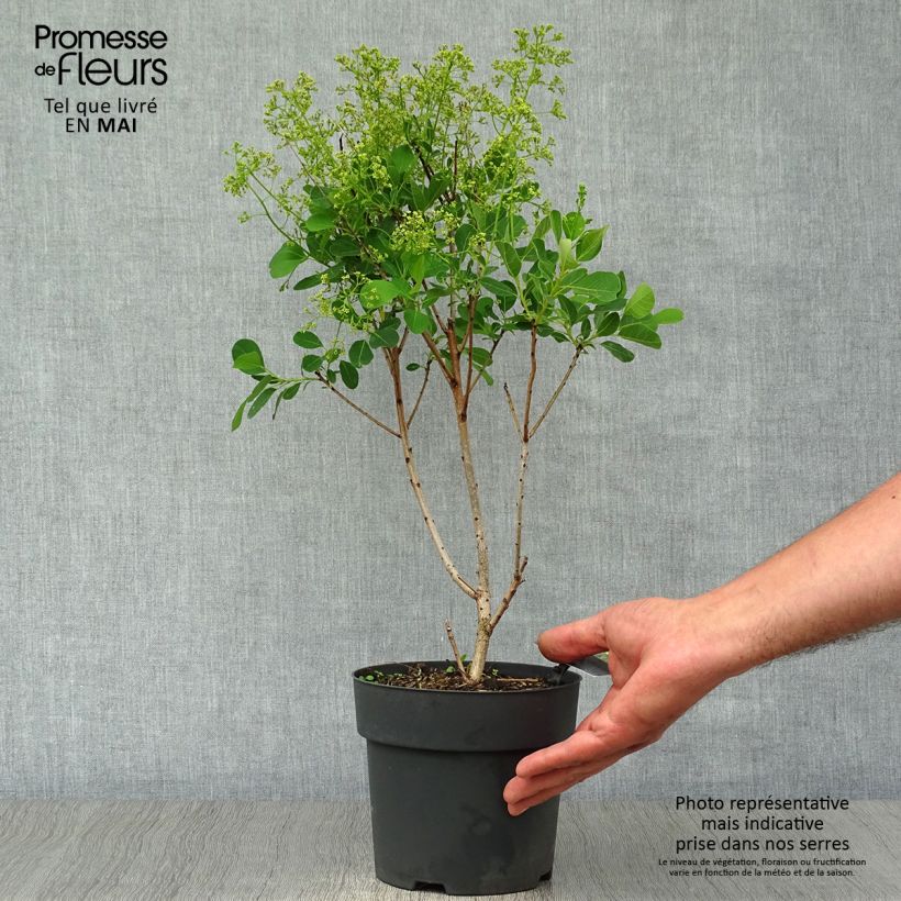 Cotinus coggygria Young Lady Vaso da 2L/3L esemplare consegnato in primavera