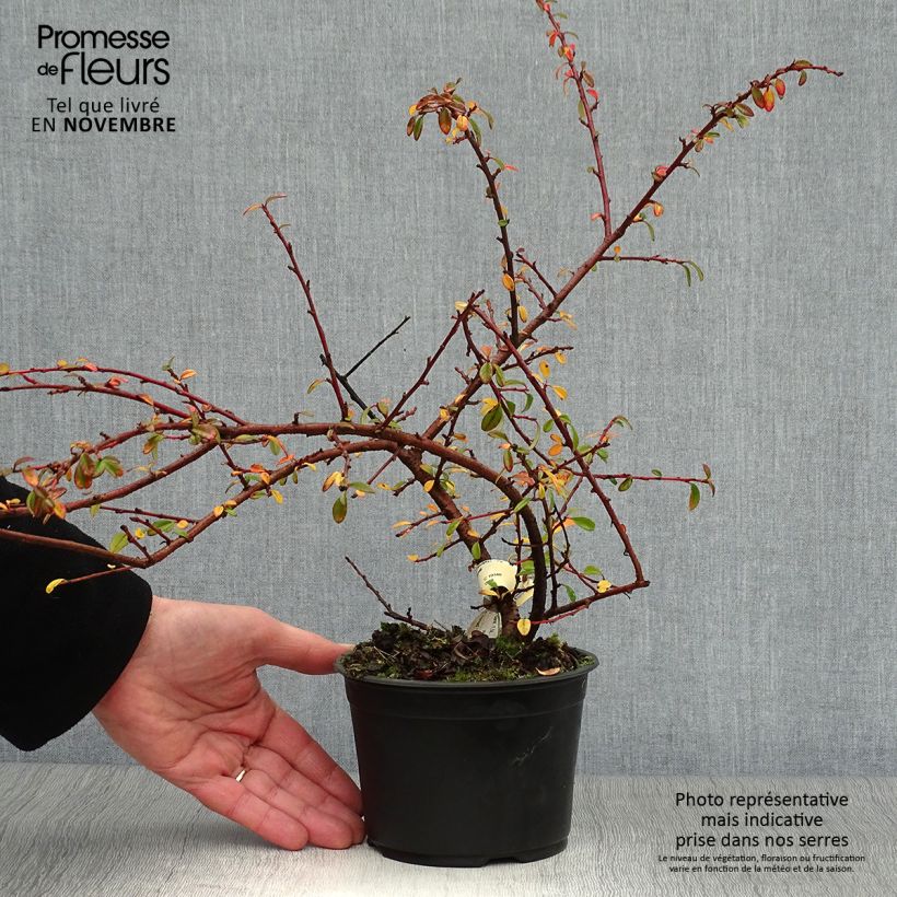 Esemplare di Cotoneaster suecicus Skogholm Vaso da 1L/1,5L come consegnato in autunno