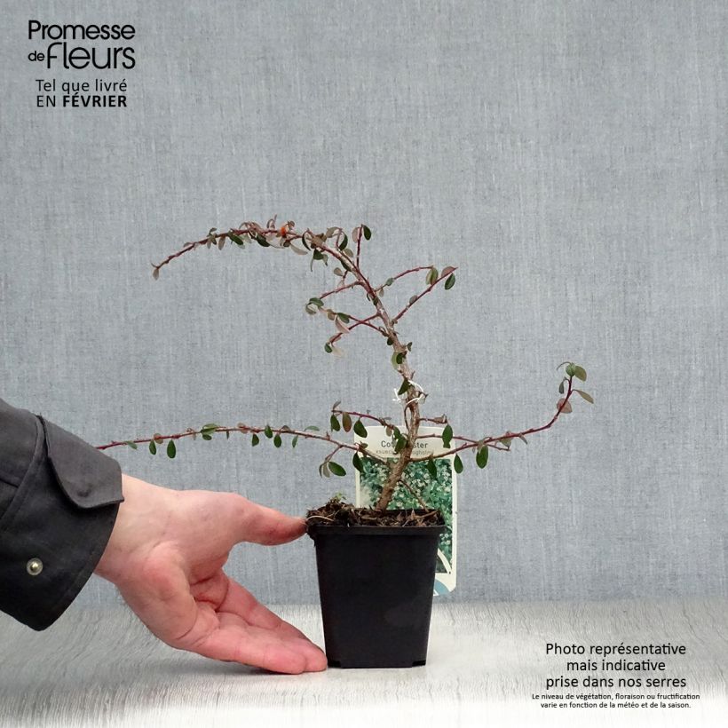 Cotoneaster suecicus Skogholm Vasetto da 8/9 cm esemplare consegnato in inverno