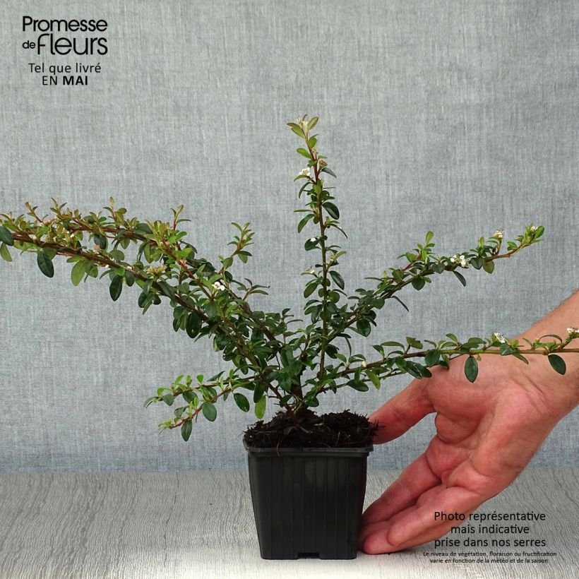 Cotoneaster suecicus Skogholm Vasetto da 8/9 cm esemplare consegnato in primavera