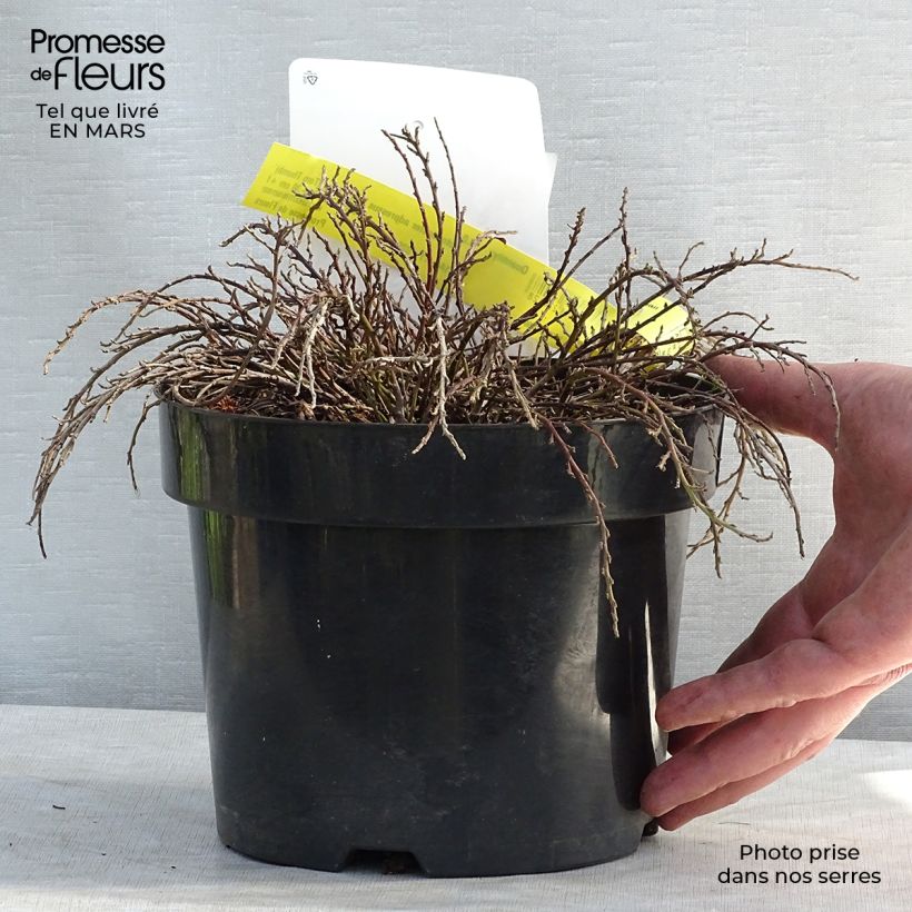 Cotoneaster adpressus Little Gem Vaso da 2L/3L esemplare consegnato in inverno