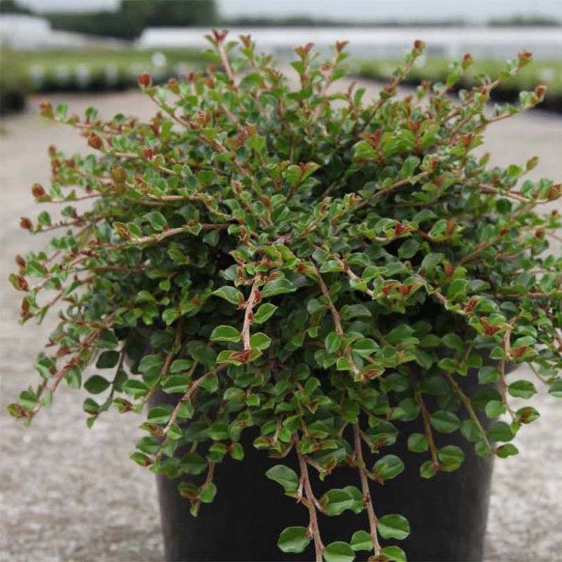 Cotoneaster adpressus Little Gem (Porto)
