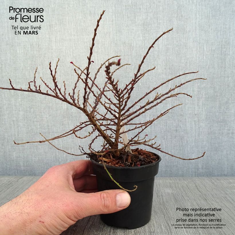 Cotoneaster adpressus Little Gem Vaso da Ø 10 cm/11 cm esemplare consegnato in inverno