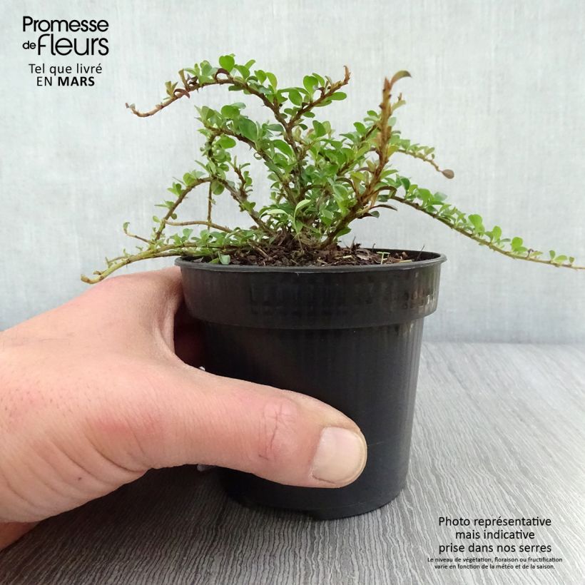 Cotoneaster adpressus Little Gem Vaso da Ø 10 cm/11 cm esemplare consegnato in primavera