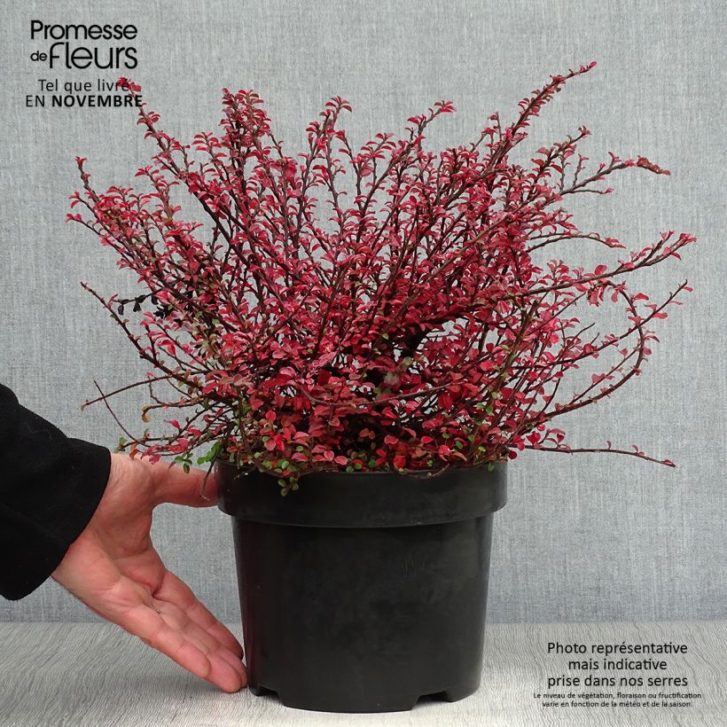 Esemplare di Cotoneaster adpressus Little Gem Vaso da 2L/3L come consegnato in autunno