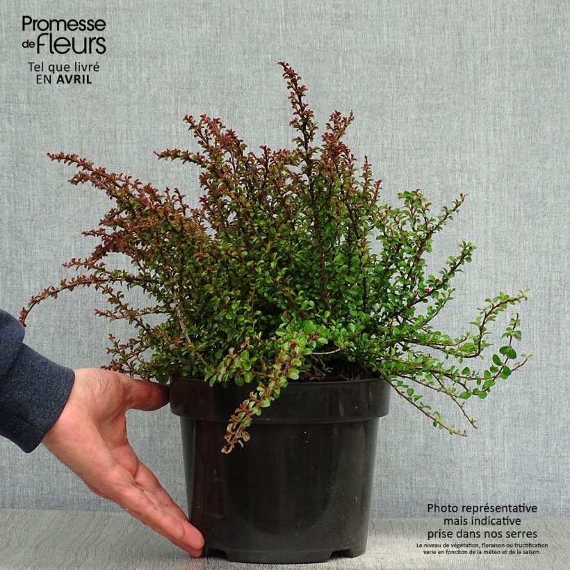 Cotoneaster adpressus Little Gem Vaso da 2L/3L esemplare consegnato in primavera