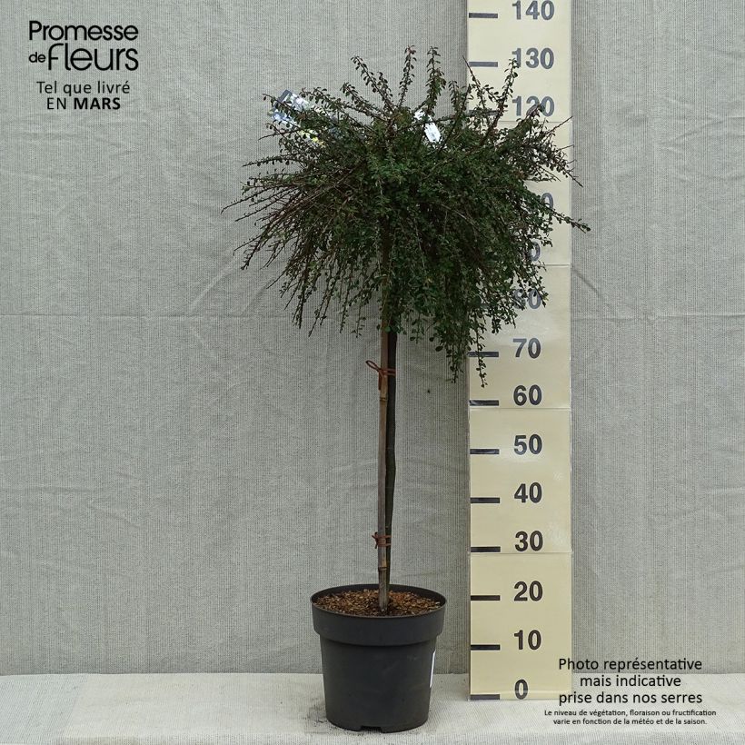 Cotoneaster congestus Vaso da 7,5L/10L, Vaso impalcato esemplare consegnato in primavera