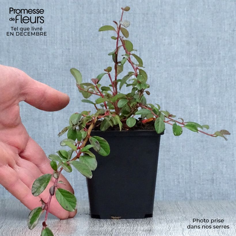 Cotoneaster dammeri Vasetto da 8/9 cm esemplare consegnato in inverno