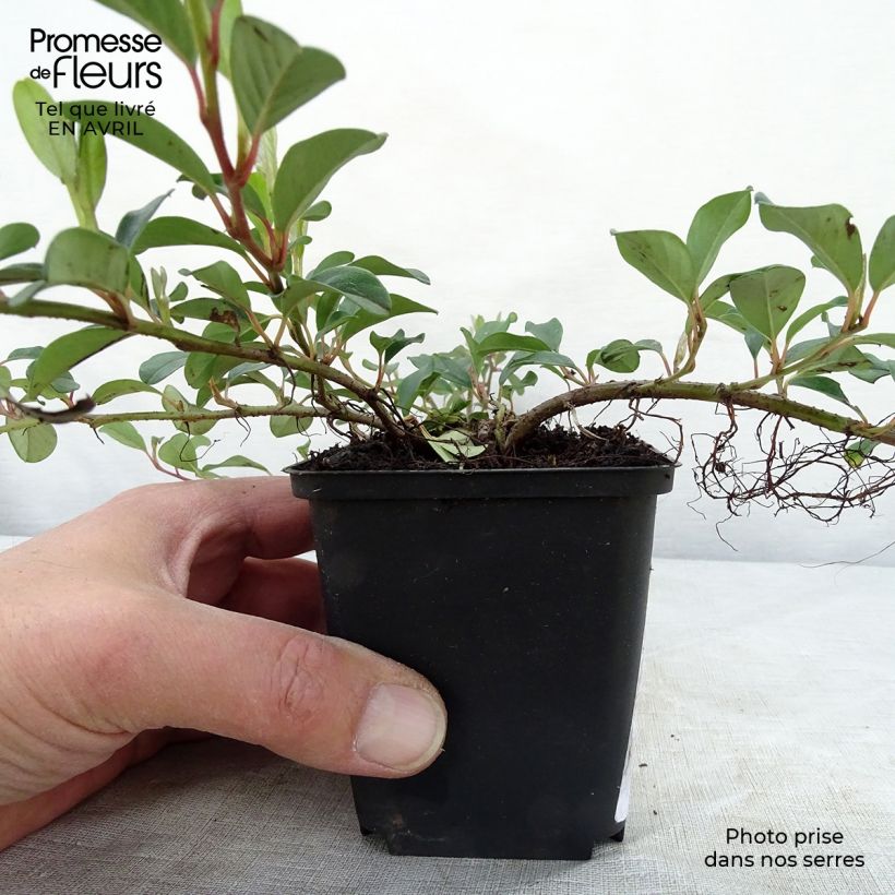 Cotoneaster dammeri Vasetto da 8/9 cm esemplare consegnato in primavera