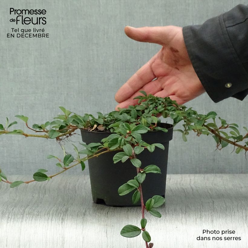 Cotoneaster dammeri Vaso da 1L/1,5L esemplare consegnato in inverno