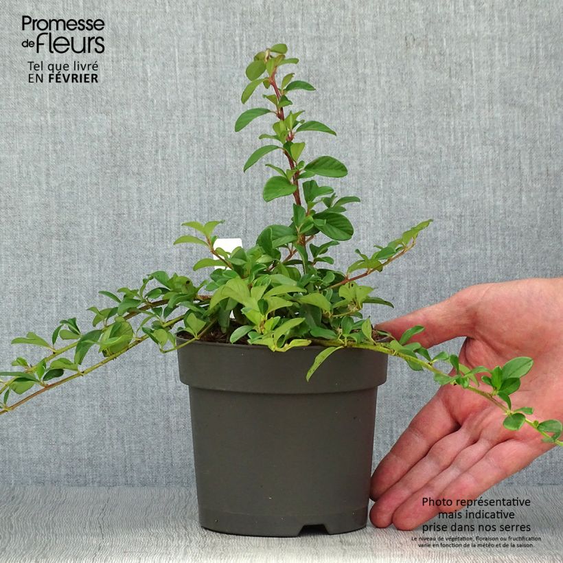 Esemplare di Cotoneaster dammeri Vaso da 1L/1,5L come consegnato in autunno