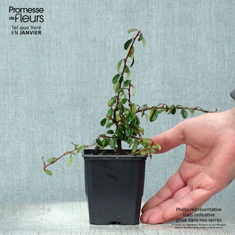 Cotoneaster dammeri Eichholz Vasetto da 8/9 cm esemplare consegnato in inverno