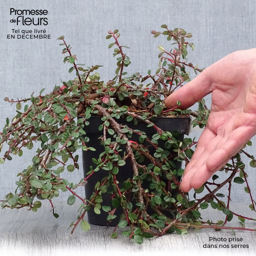 Cotoneaster dammeri Evergreen Vaso da 2L/3L esemplare consegnato in inverno