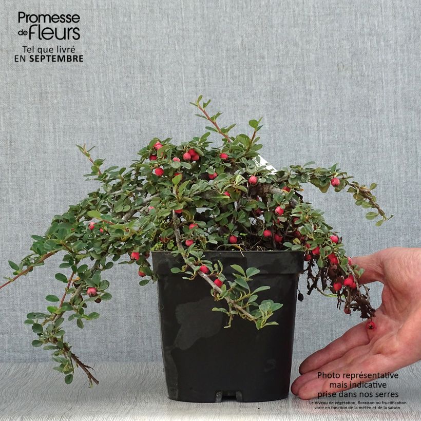 Esemplare di Cotoneaster dammeri Evergreen Vaso da 2L/3L come consegnato in autunno