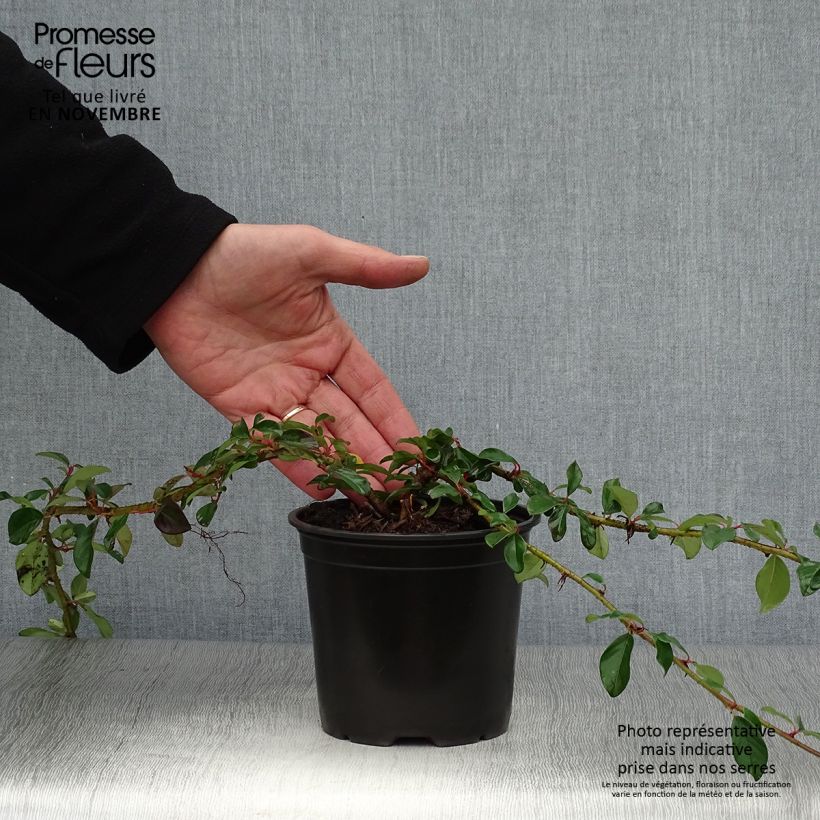 Esemplare di Cotoneaster dammeri Major Vaso da 1L/1,5L come consegnato in autunno