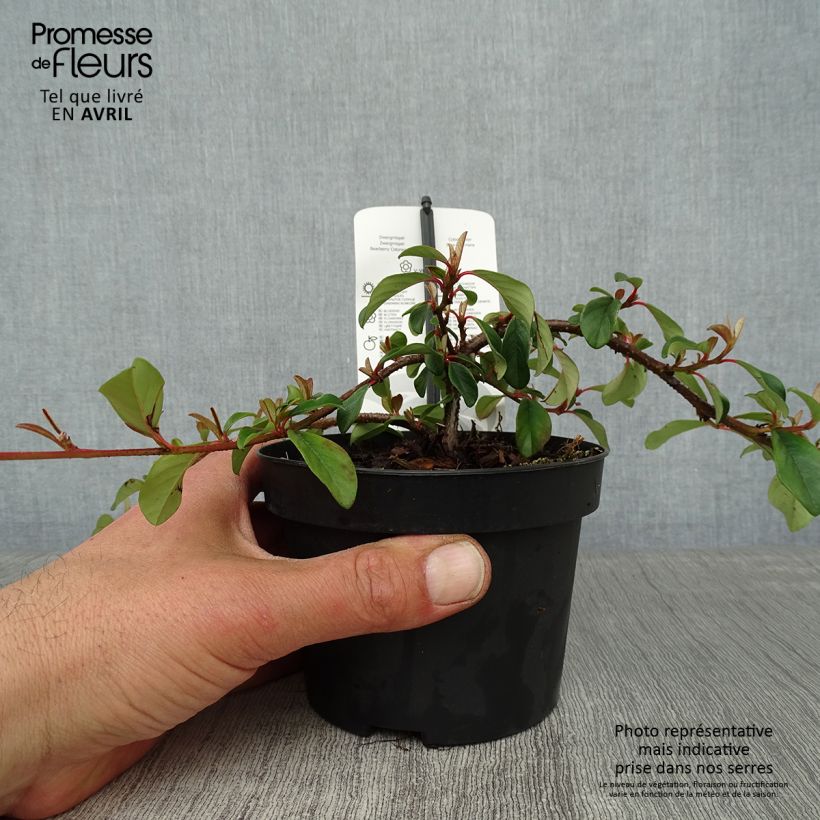 Cotoneaster dammeri Major Vaso da 1L/1,5L esemplare consegnato in primavera