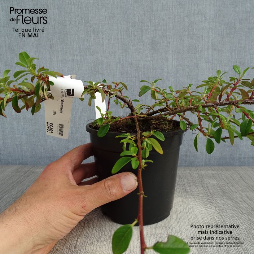 Cotoneaster dammeri Mooncreeper Vaso da 1L/1,5L esemplare consegnato in primavera