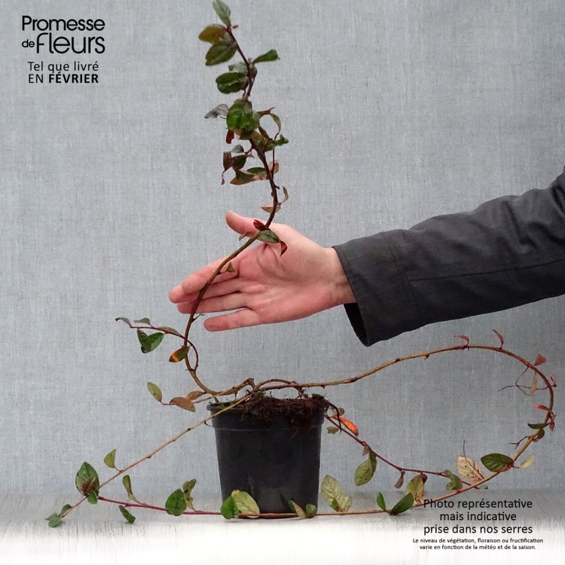 Cotoneaster dammeri Schoon Vaso da 1L/1,5L esemplare consegnato in inverno