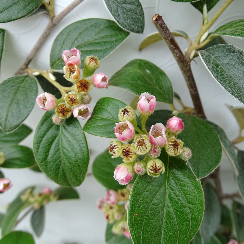 Cotoneaster franchetii - Cotognastro di Franchet (Fioritura)