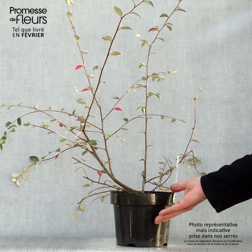 Cotoneaster franchetii - Cotognastro di Franchet Vaso da 2L/3L esemplare consegnato in inverno