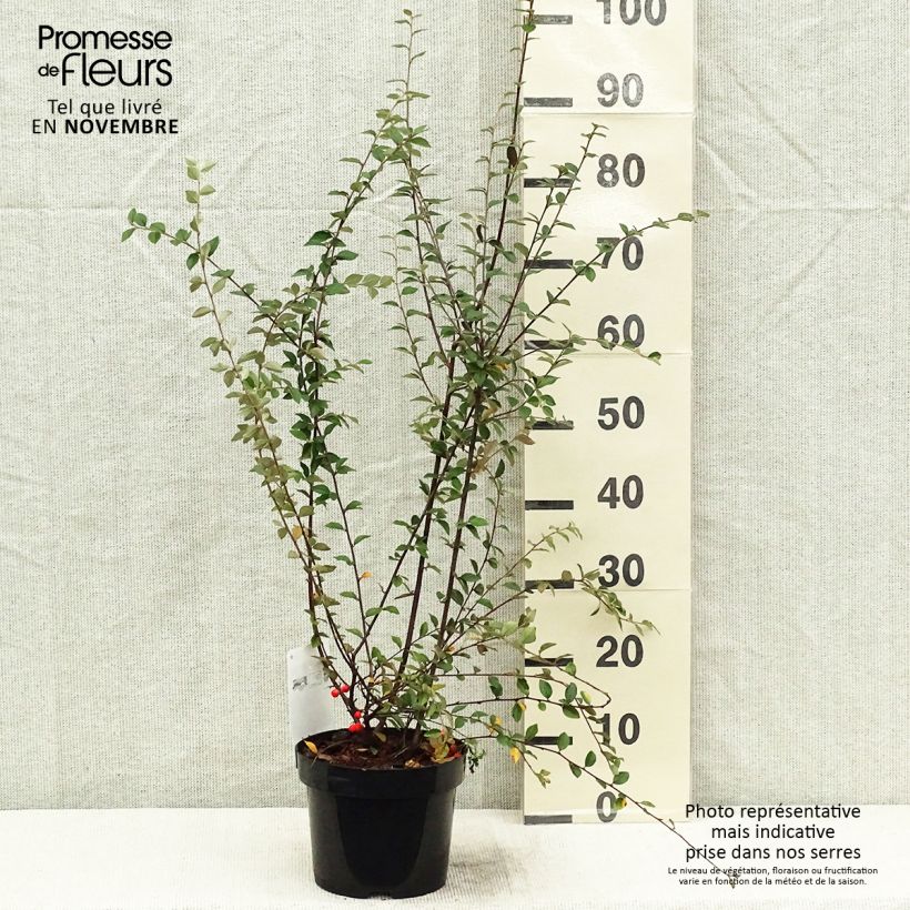 Esemplare di Cotoneaster franchetii - Cotognastro di Franchet Vaso da 2L/3L come consegnato in autunno