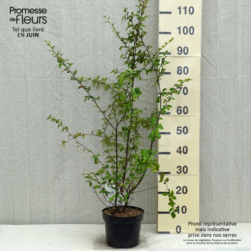 Cotoneaster franchetii - Cotognastro di Franchet Vaso da 2L/3L esemplare consegnato in primavera