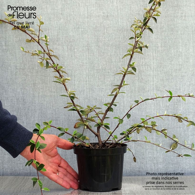Cotoneaster franchetii - Cotognastro di Franchet Vaso da 7,5L/10L esemplare consegnato in primavera