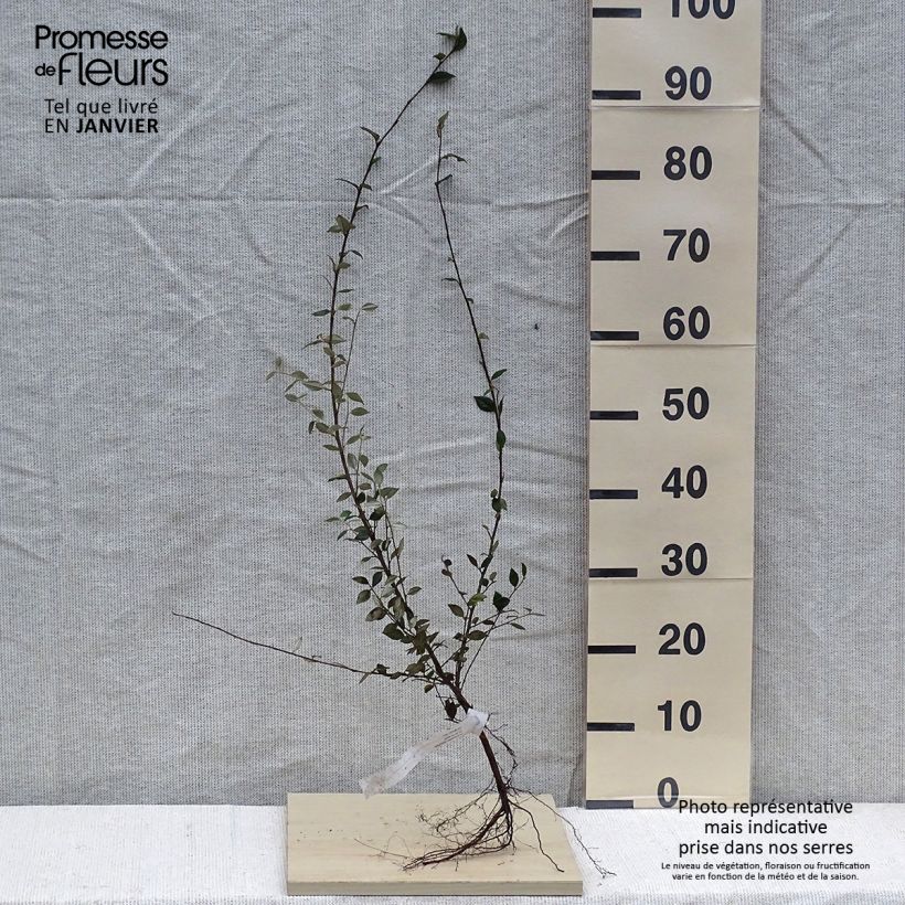 Cotoneaster franchetii - Cotognastro di Franchet Piante piccole a radice nuda esemplare consegnato in inverno