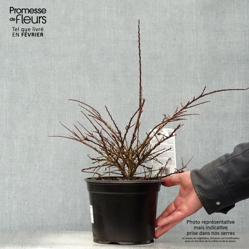 Cotoneaster horizontalis - Cotognastro tappezzante Vaso da 2L/3L esemplare consegnato in inverno