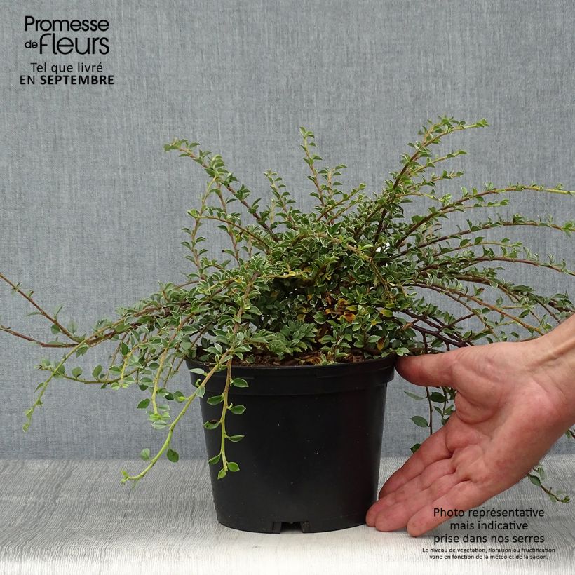 Esemplare di Cotoneaster horizontalis Variegatus - Cotognastro tappezzante Vaso da 2L/3L come consegnato in autunno