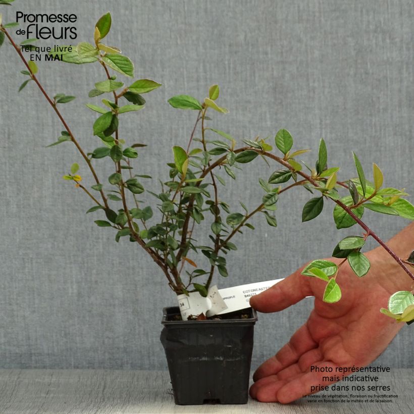 Cotoneaster lacteus - Cotognastro latteo Vasetto da 8/9 cm esemplare consegnato in primavera