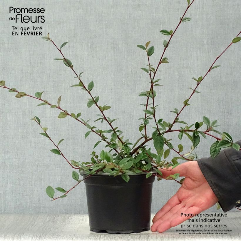 Cotoneaster lacteus - Cotognastro latteo Vaso da 2L/3L esemplare consegnato in inverno