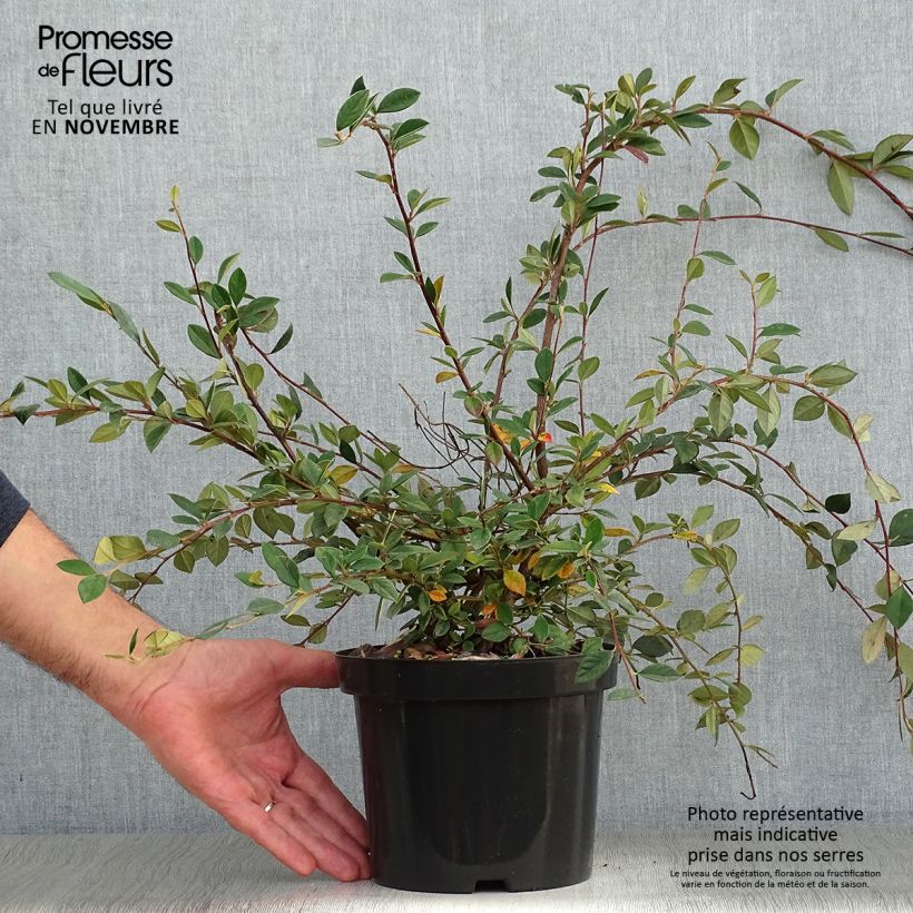 Esemplare di Cotoneaster lacteus - Cotognastro latteo Vaso da 2L/3L come consegnato in autunno