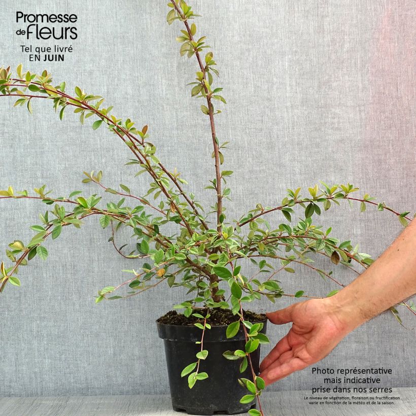 Cotoneaster lacteus - Cotognastro latteo Vaso da 2L/3L esemplare consegnato in primavera
