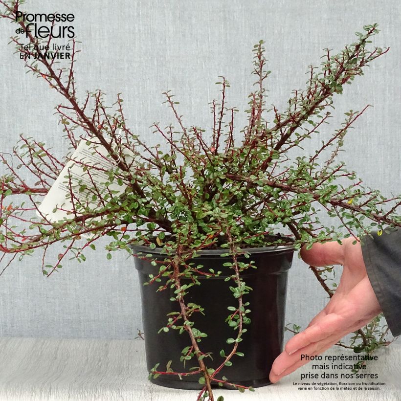 Cotoneaster microphyllus Vaso da 2L/3L esemplare consegnato in inverno