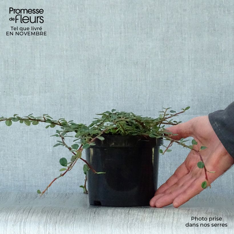 Esemplare di Cotoneaster procumbens Queen of Carpets Vaso da 1L/1,5L come consegnato in autunno