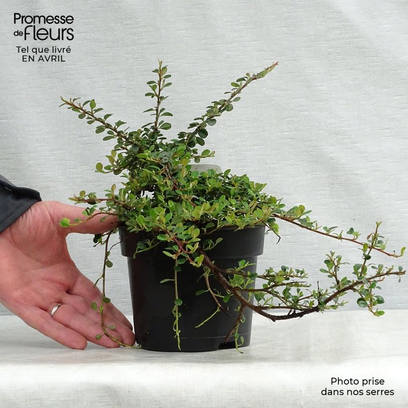 Cotoneaster procumbens Queen of Carpets Vaso da 1L/1,5L esemplare consegnato in primavera
