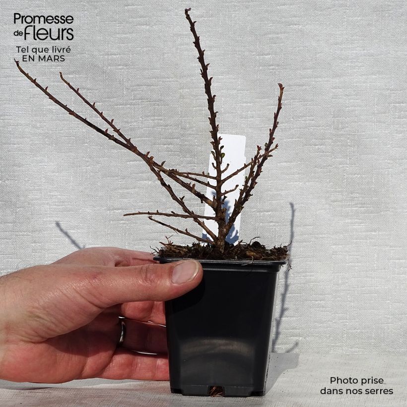 Cotoneaster procumbens Queen of Carpets Vasetto da 8/9 cm esemplare consegnato in primavera