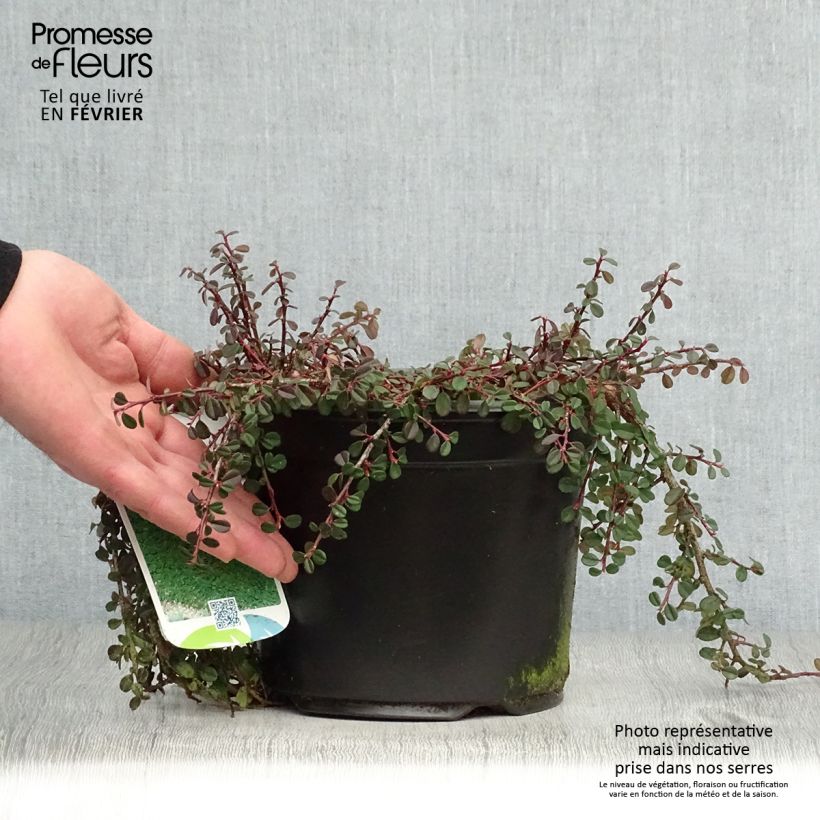 Cotoneaster procumbens Streibs Findling Vaso da 1,5L/2L esemplare consegnato in inverno