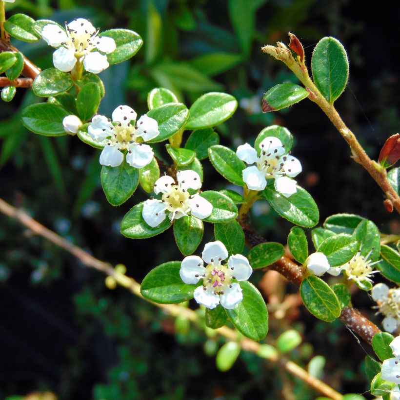 Cotoneaster suecicus Coral Beauty (Fioritura)