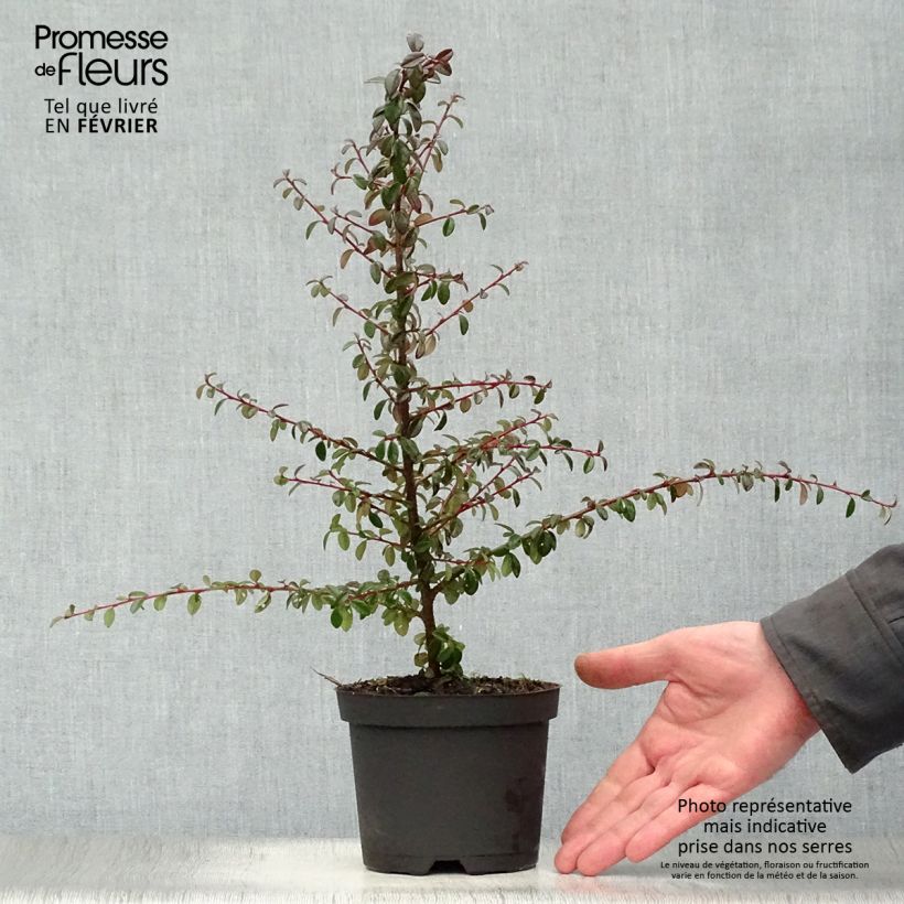 Cotoneaster suecicus Coral Beauty Vaso da 1L/1,5L esemplare consegnato in inverno