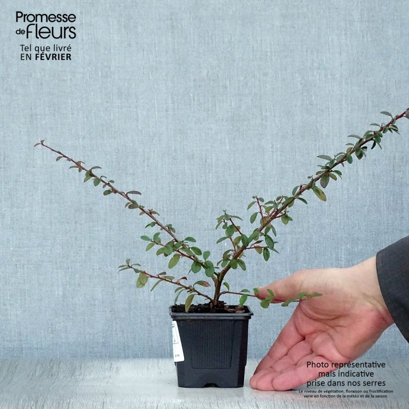 Cotoneaster suecicus Coral Beauty Vasetto da 8/9 cm esemplare consegnato in inverno