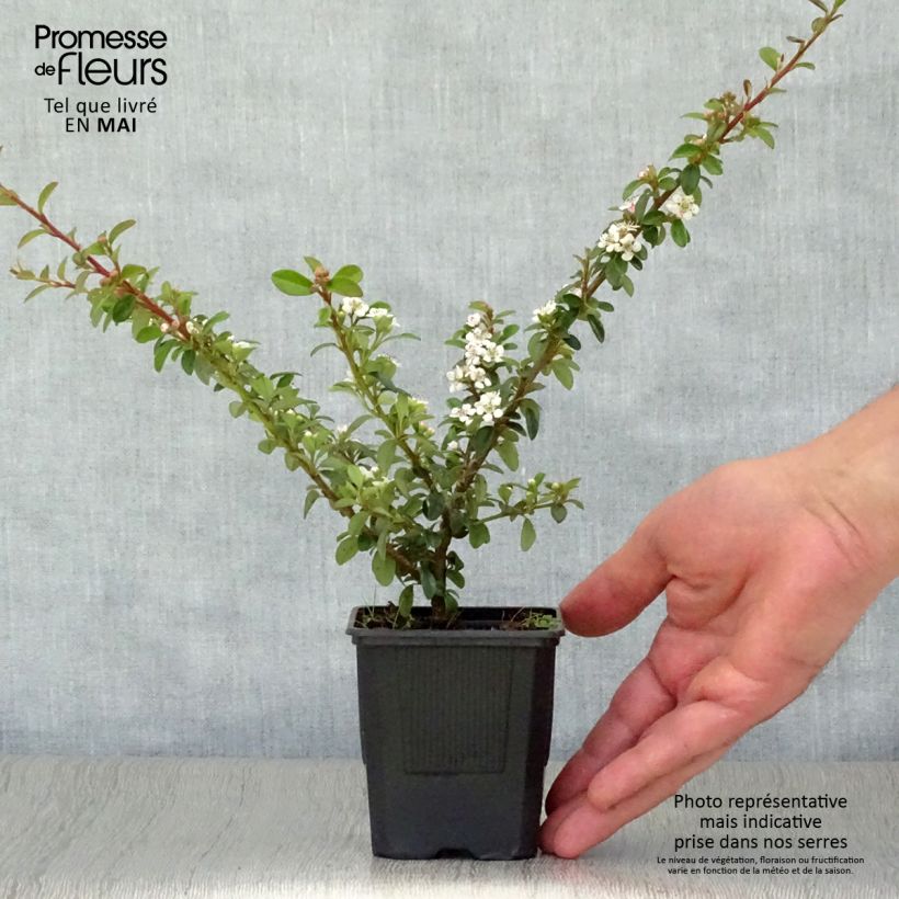 Cotoneaster suecicus Coral Beauty Vasetto da 8/9 cm esemplare consegnato in primavera