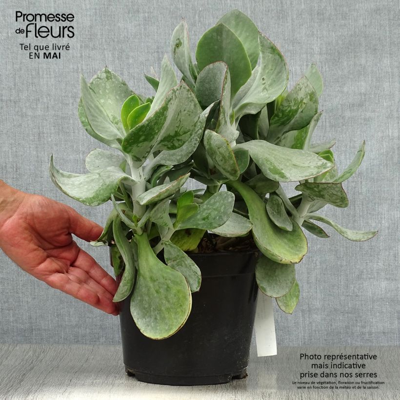 Cotyledon orbiculata Gray Vaso da 3L/4L esemplare consegnato in primavera