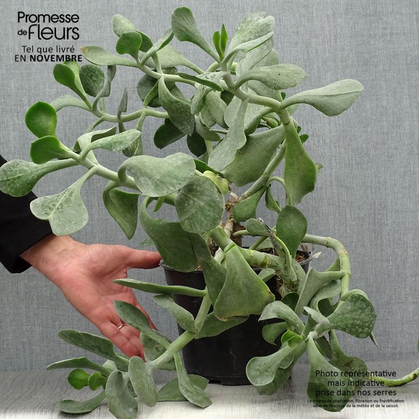 Esemplare di Cotyledon orbiculata Gray Vaso da 3L/4L come consegnato in autunno