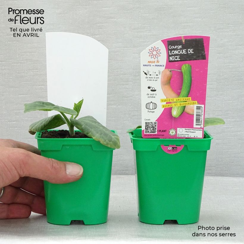 Zucchino Trombetta di Nica (piante) Vaso da Ø 10 cm/11 cm esemplare consegnato in primavera