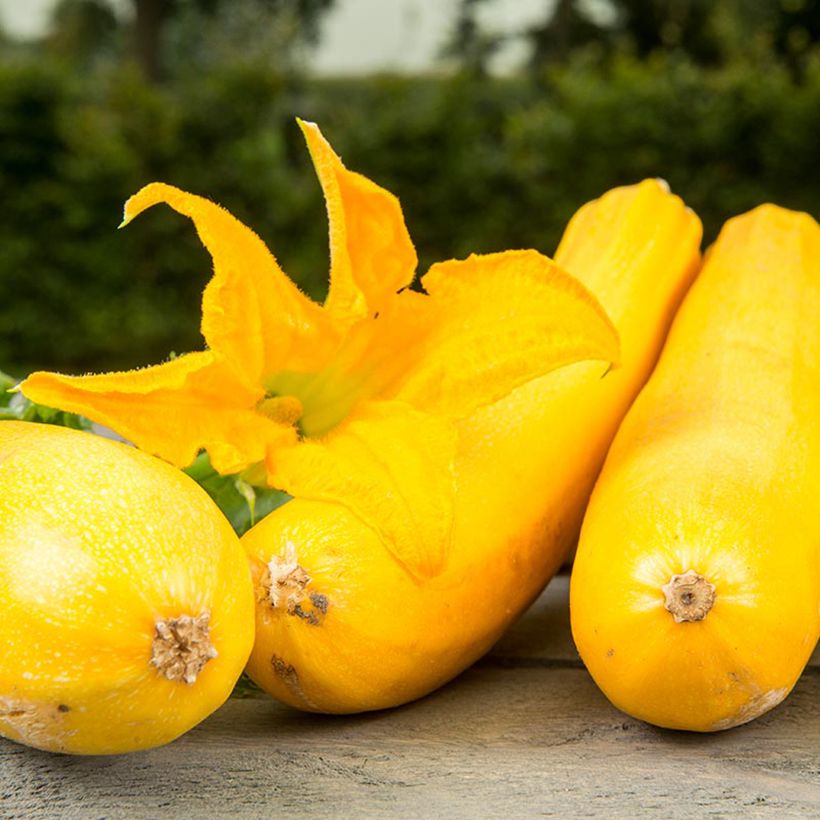 Zucchino Ola Gabriella F1 BIO (Fioritura)