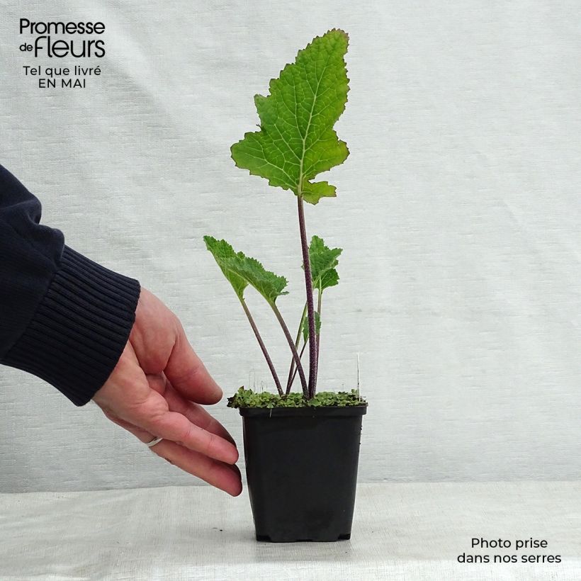 Crambe cordifolia Vasetto da 8/9 cm esemplare consegnato in primavera