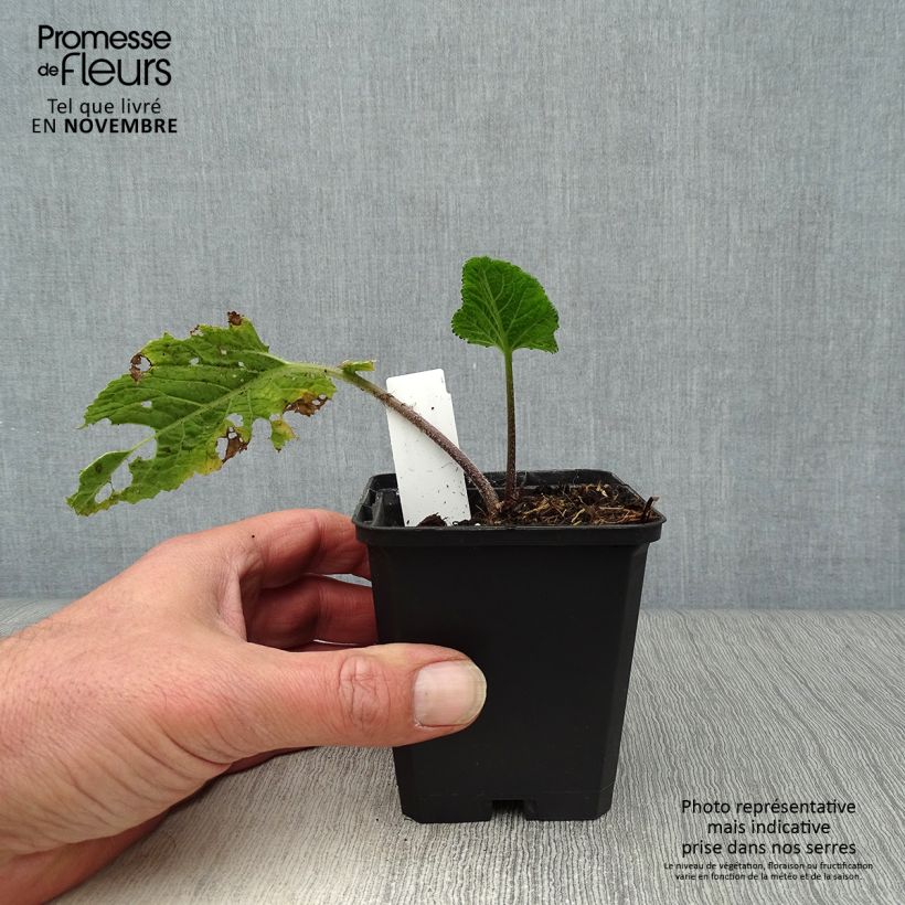 Esemplare di Crambe cordifolia Vasetto da 8/9 cm come consegnato in autunno